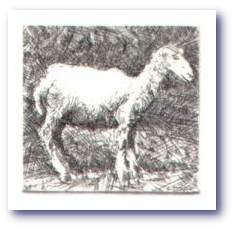 medsheep